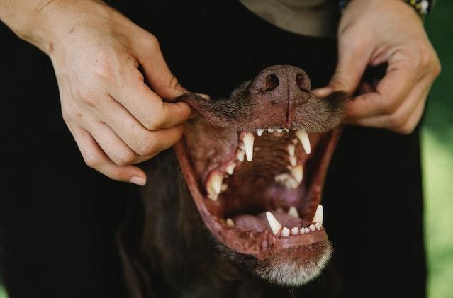 The Importance of Regular Teeth Brushing for Your Dog's Dental Health