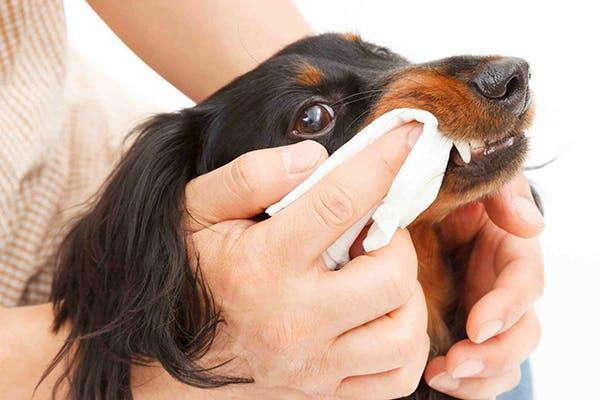 Preventing Gum Disease in Dogs with Regular Teeth Brushing<